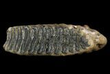 Fossil Palaeoloxodon (Mammoth Relative) Molar - Hungary #123610-2